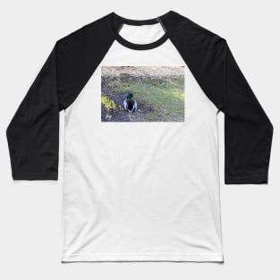 Mallard sitting on land Baseball T-Shirt